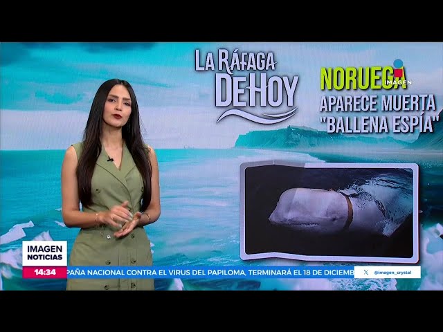 ⁣Encuentran muerta a la ballena acusada de ser una espía rusa | Noticias con Crystal Mendivil