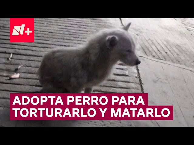 ⁣Adoptó un perro y se tomó fotos matándolo a golpes en Puebla - N+