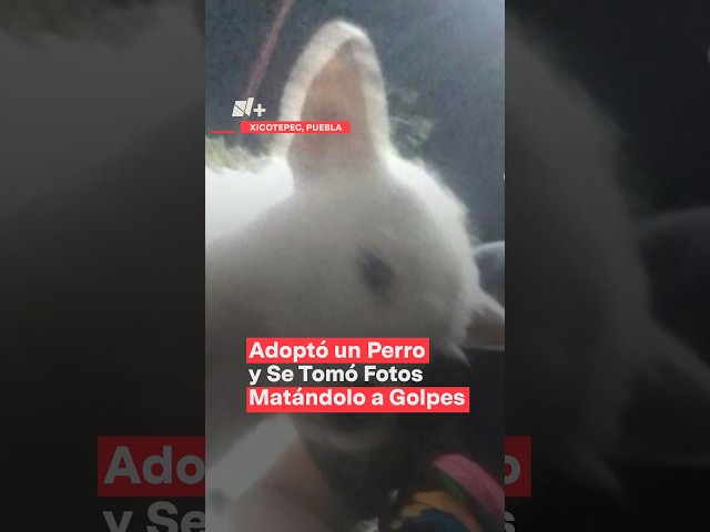 Adoptó un perro y se tomó fotos matándolo a golpes en Puebla - N+ #Shorts