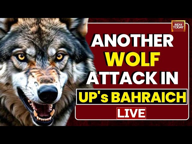 ⁣Fresh Wolf Attack In Uttar Pradesh | 5-Year-old Injured In Wolf Attack In UP's Bahraich | LIVE 