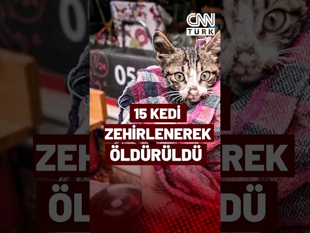 Kadıköy'de Mahalleli Şokta! Kimliği Belirsiz Bir Şahıs 15'ten Fazla Kediyi Zehirleyerek Öl