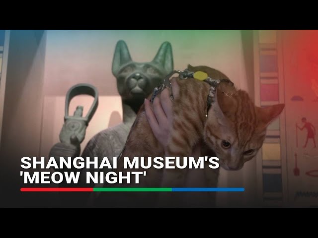 ⁣Shanghai Museum's 'Meow Night' unleashes feline frenzy