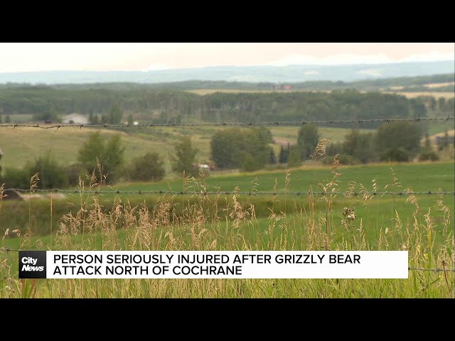 ⁣Person seriously injured after grizzly bear attack North of Cochrane