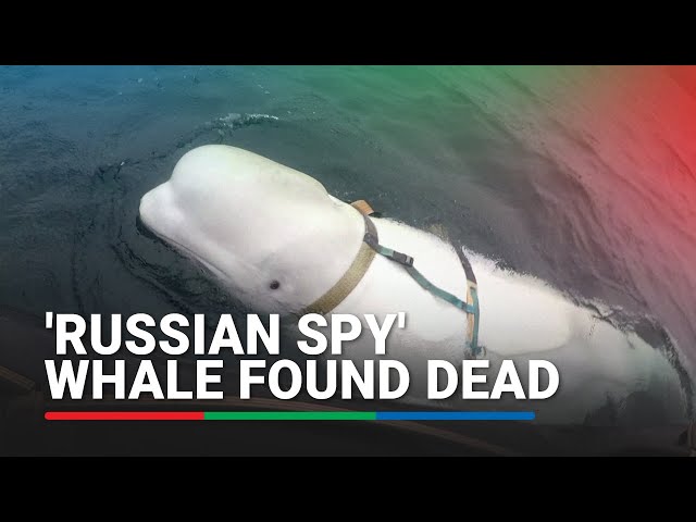 ⁣Famous alleged 'Russian spy' whale found dead off Norway