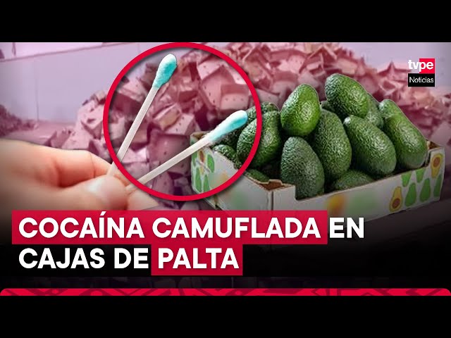 ⁣Chiclayo: incautan cerca de 300 kg de cocaína camufladas en cajas de palta cuyo destino era Europa