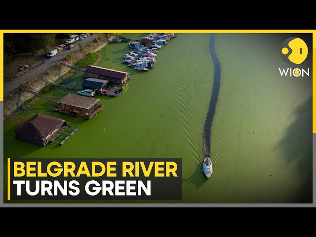 ⁣Algae engulfs Serbia's Sava river | World News | WION