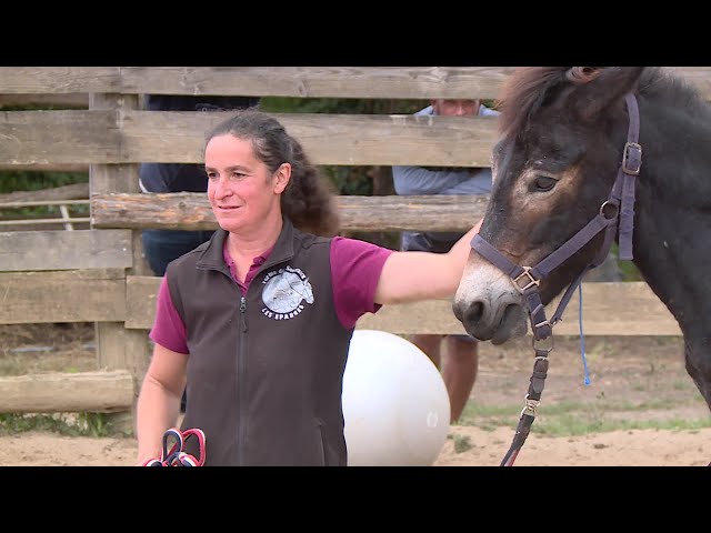 ⁣Insolite : un challenge de mules