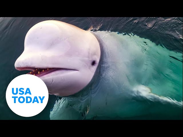 ⁣Beluga whale accused of being Russian spy wearing camera harness dies | USA TODAY