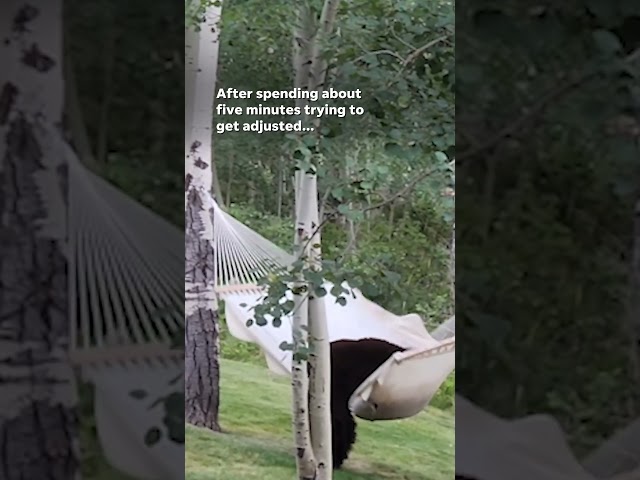 ⁣Bear trying to nap loses fight against pesky hammock | USA TODAY