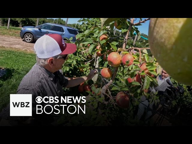 ⁣Massachusetts farm owner provides update on apple picking conditions