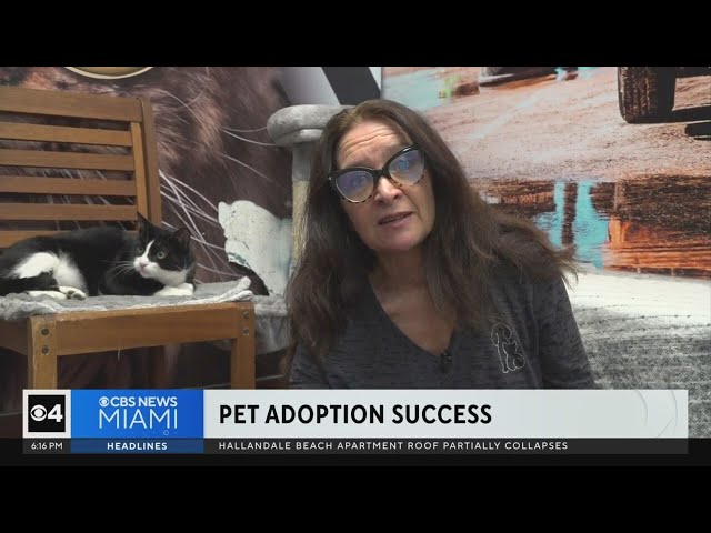 ⁣Social media credited for pet adoption success