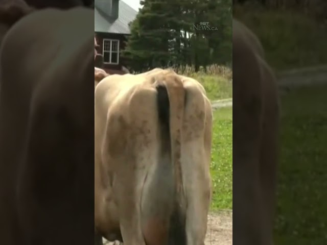 ⁣Cow cuddling: Why a Newfoundland farm is offering quality time with these 'gentle creatures