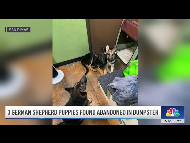 ⁣German shepherd puppies rescued from San Dimas dumpster