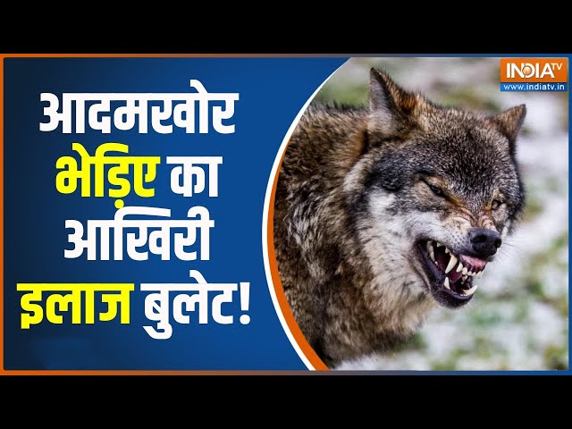 ⁣Wolf Terror Attack: बहराइच का आदमखोर भेड़िया पकड़ से बाहर | Wolf | Bhediya | Terror Attack