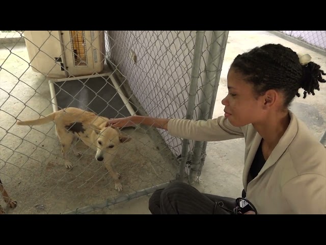 ⁣Responsibility For Ridding The City Streets Of Stray Dogs Placed Squarely On Government’s Shoulders