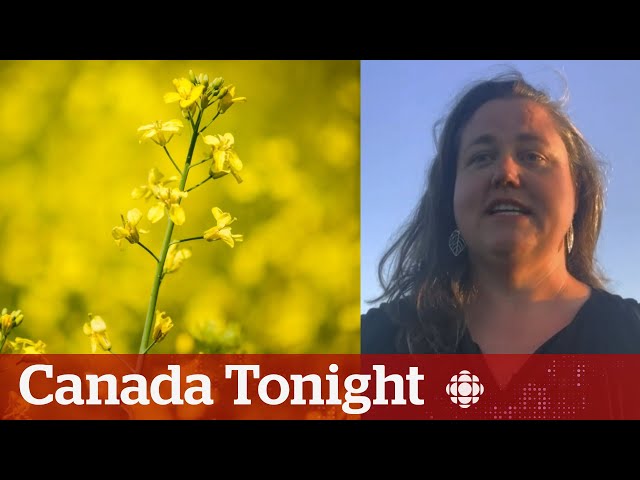 ⁣Canada-China canola trade tensions will ‘devastate the price,’ says farmer | Canada Tonight