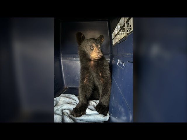 ⁣Bear that was fed tacos retrieved from van in Windsor, Ont. | Wild life story