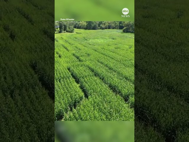 ⁣Taylor Swift-inspired corn maze is better than your 'Wildest Dreams'