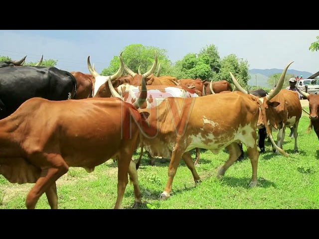 ⁣Ntoroko livestock owners urged to relocate due to floods