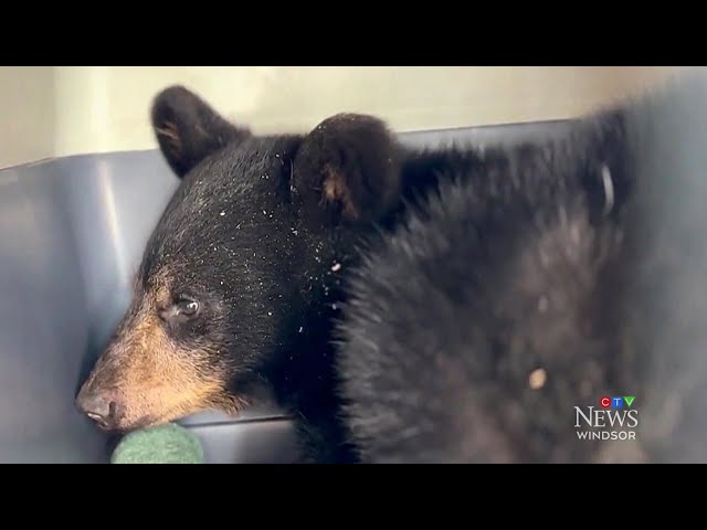 ⁣Bear cub from northern Ont. survives 10-hour drive to Windsor in back of van, being fed Taco Bell