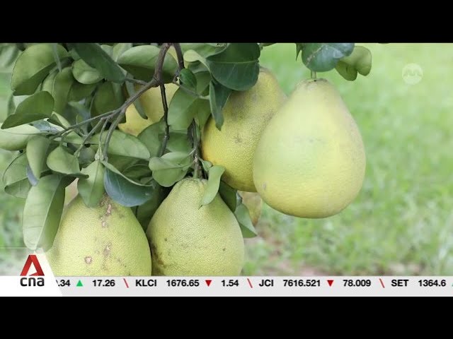 ⁣China resumes Taiwan pomelo imports