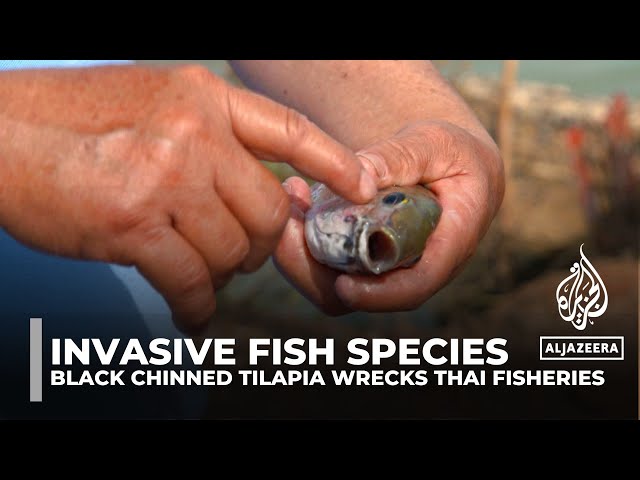 ⁣Invasive fish species: 'Blackchin Tilapia' devastating Thailand fisheries