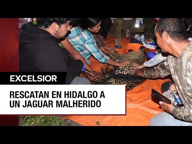 Jaguar rescatado en Hidalgo presenta heridas de consideración