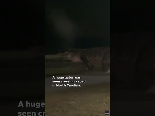 ⁣Watch: 'King of neighborhood' gator commands road #Shorts