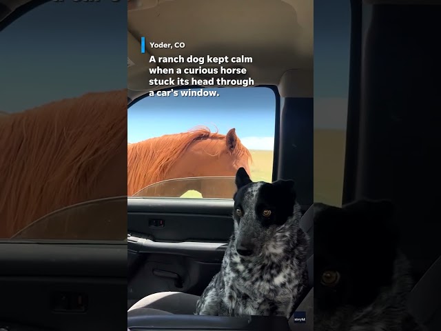 ⁣Watch: Video shows dog side eye nosy horse #Shorts