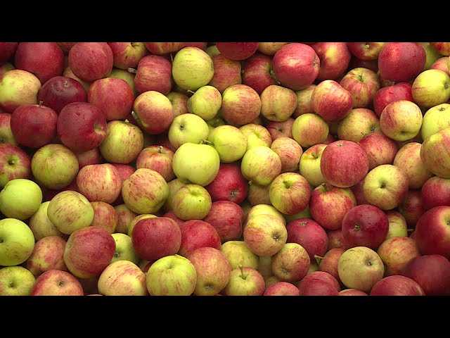 Agriculture : la récolte des pommes bat son plein