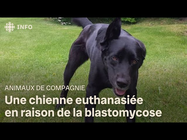 Une chienne euthanasiée en raison de la blastomycose