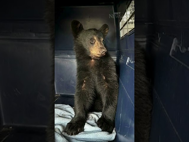 ⁣Bear cub from northern Ont. survives 10-hour drive to Windsor in back of van, being fed Taco Bell