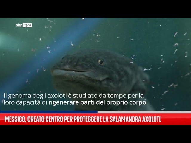 ⁣Messico, creato centro per proteggere la salamandra axolotl