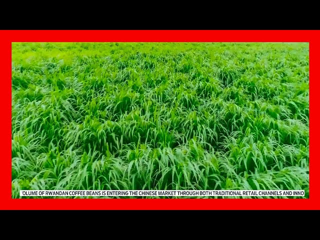 ⁣Juncao Grass: China's Eco-Friendly Solution to Poverty Alleviation in Rwanda