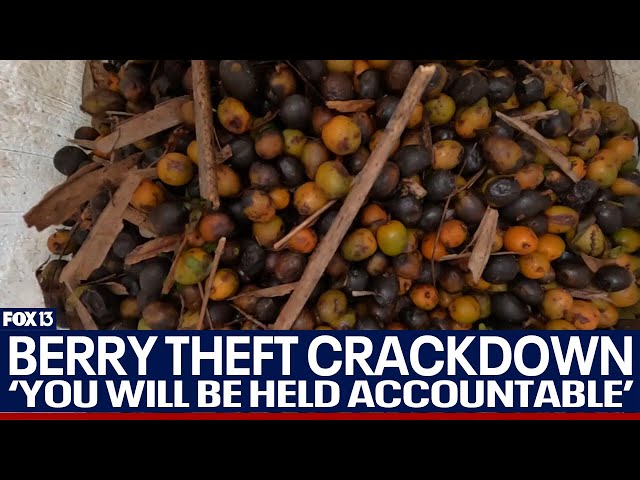 ⁣Authorities crack down on saw palmetto berry theft