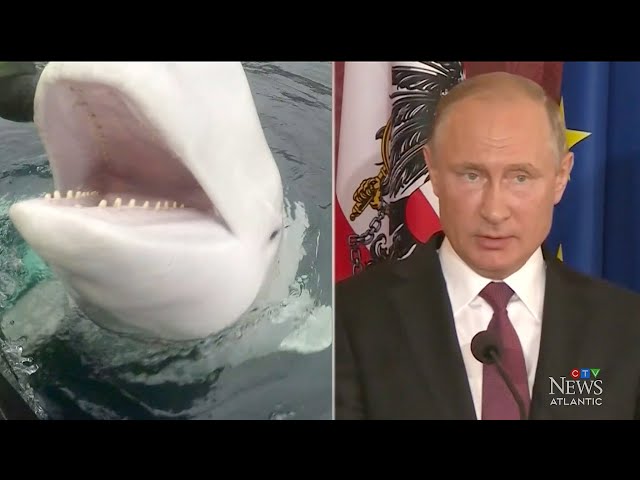 ⁣Death of Beluga once thought to be a Russian 'spy whale' sparks questions