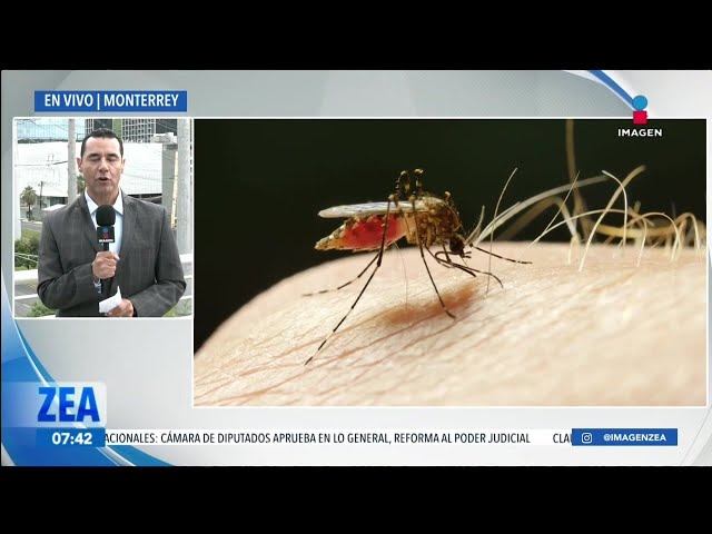 ⁣Aumentan los casos de dengue en Monterrey | Noticias con Francisco Zea