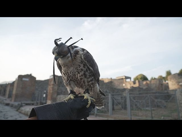 ⁣WATCH: Birds of prey protect Pompeii against pigeons