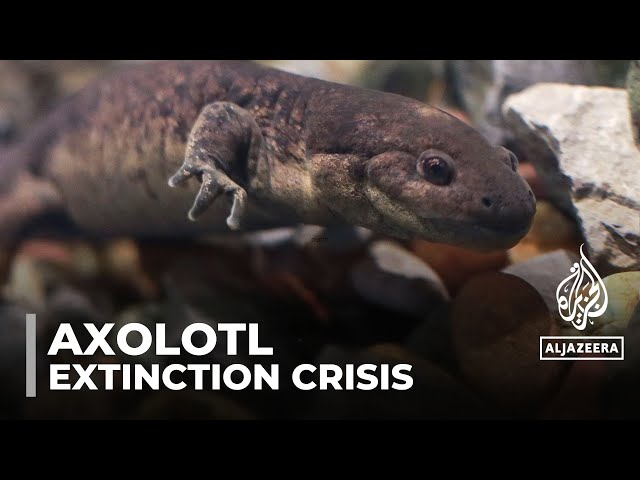 ⁣Axolotl regeneration: Biologists trying to stop extinction of creature