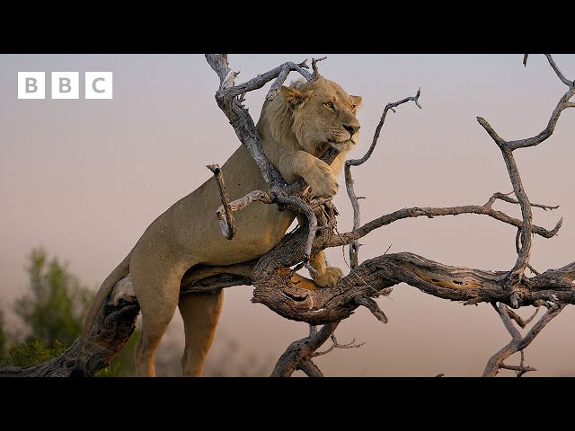 ⁣Young lions enjoy playtime - BBC