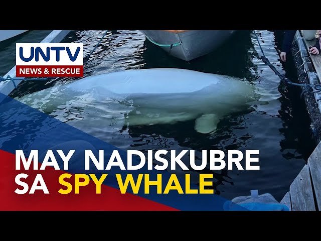 ⁣Beluga whale na umano’y spy ng Russia, nakitaan ng mga tama ng bala ayon sa animal rights groups