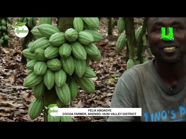 ⁣AYEKOO:  COCOA FARMERS SHARE TESTIMONIES ON POLLINATION