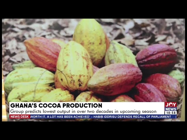 ⁣Ghana's Cocoa Production: Group predicts lowest output in over 2 decades in upcoming season