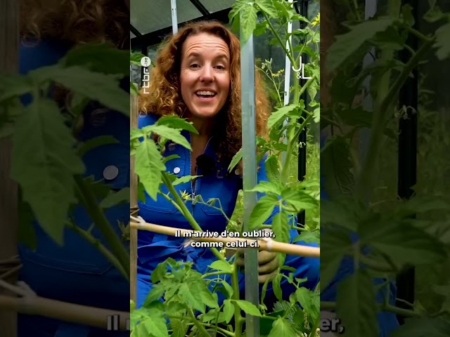 ⁣Les gourmands des #plants de #tomates on les taille ou pas ? #jardinsetloisirs #rtbf #shorts