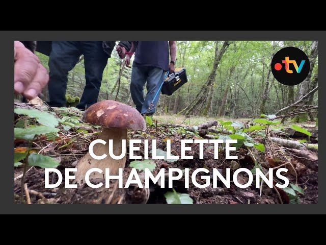 Cueillette de champignons dans la forêt de Moulière