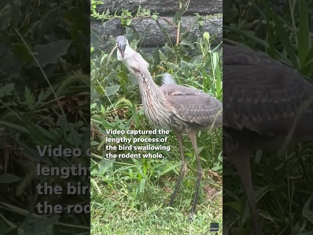 ⁣Watch: Heron in Central Park devour large city rat #Shorts