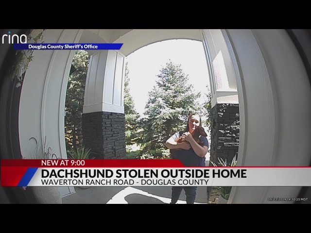 ⁣Caught on camera: Dachshund reportedly stolen from Castle Rock home