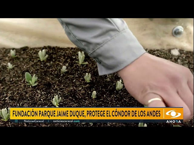 ⁣Fundación Parque Jaime Duque, dedicada a la conservación y protección del cóndor de Los Andeste