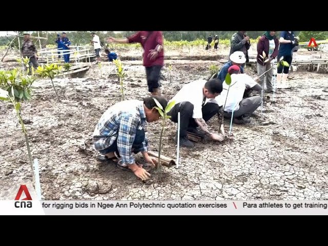 ⁣Over 15ha of mangroves planted under Temasek Foundation's efforts in Indonesia