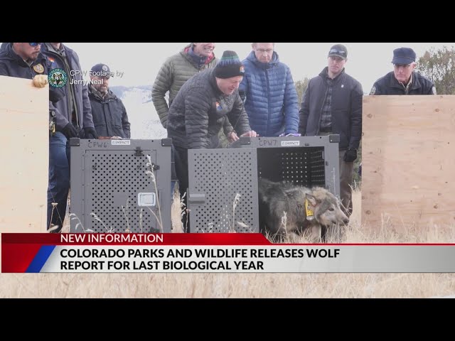 ⁣CPW report details first months of wolf reintroduction